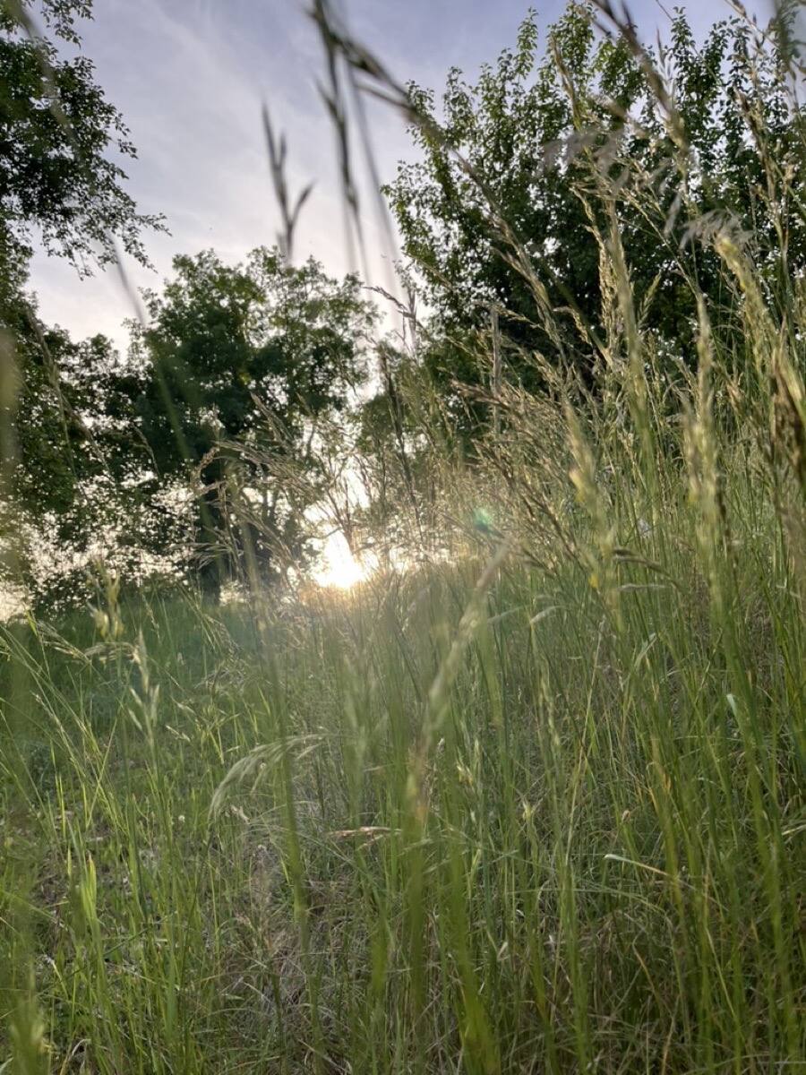 Lumière du soir sur les prairies humides du marais de Baon, site Natura 2000