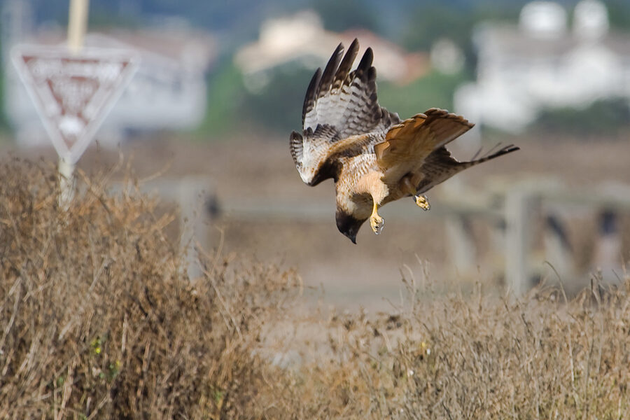 Buse en piqué vers sa proie, serres déployées et ailes levées