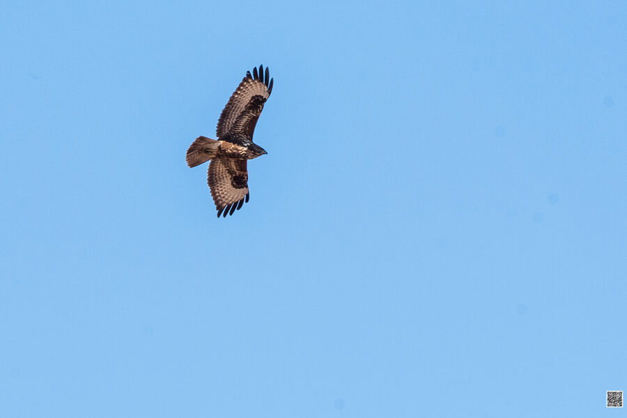 Buse variable en vol dans un ciel bleu dégagé