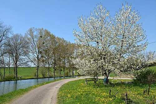 Cycliste sur la voie verte longeant le Canal de Bourgogne