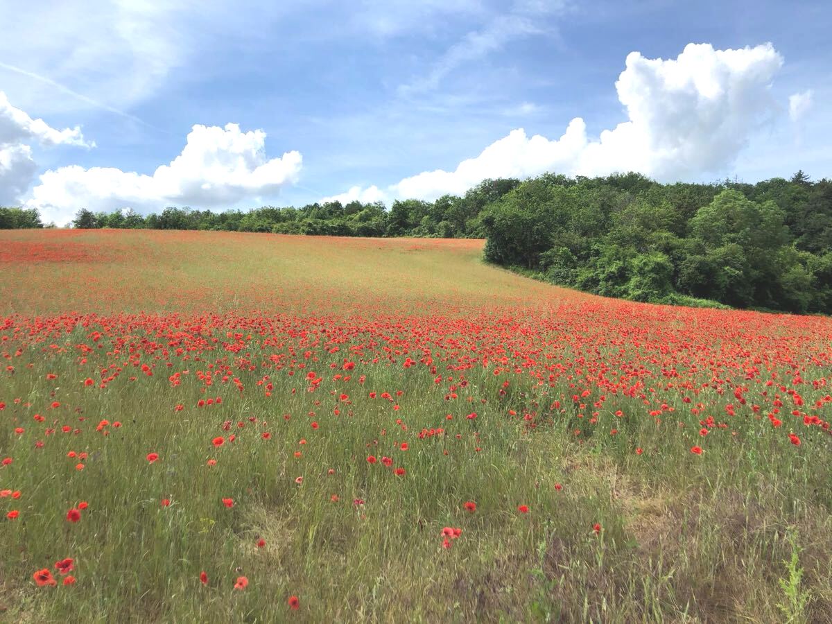 Champ de coquelicots à Baon, fleur du souvenir