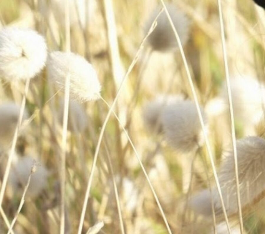 Tiges d'herbe sèches et dorées sous la chaleur estivale