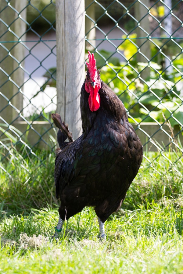 Coq Noire de Janzé, crête rouge vif, plumage noir aux reflets verts