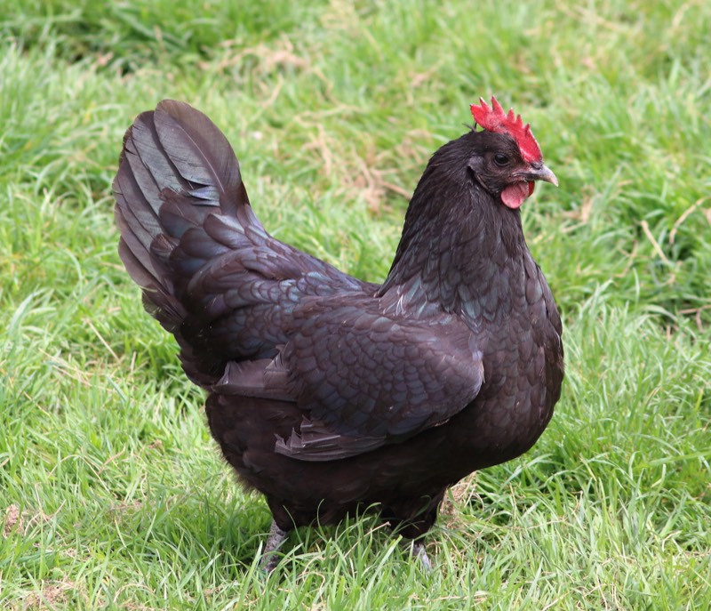 Poule Noire de Janzé adulte, plumage sombre aux reflets irisés