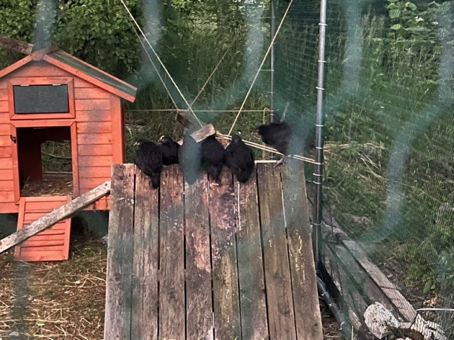 Noires de Janzé serrées sur leur perchoir en bois dans la volière de Baon