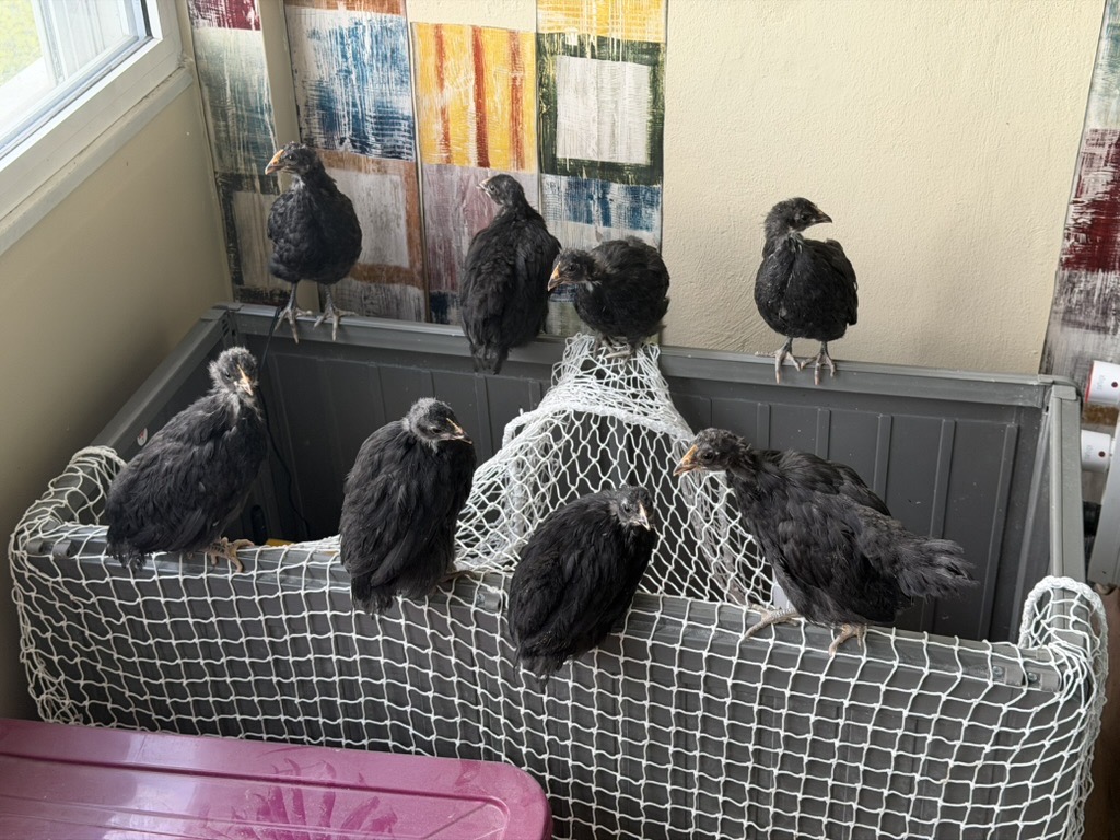 Les poussins Noire de Janzé âgés de près de 2 mois dans l'appartement parisien