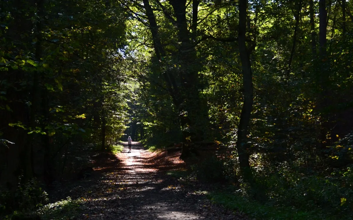 Sentier forestier sur le circuit rando trail de Tanlay