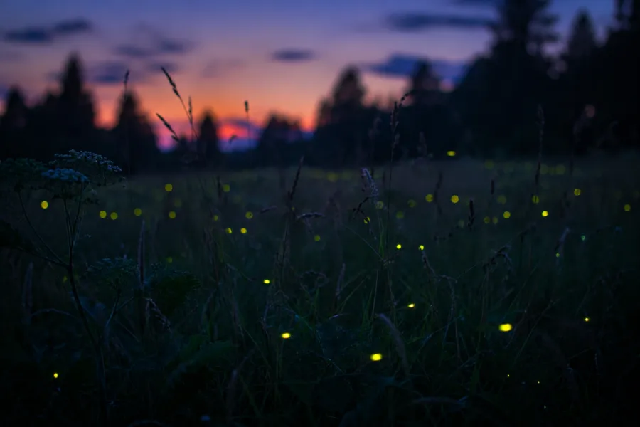 Illustration d’ambiance : des lucioles au crépuscule à la lisière d’un bois.